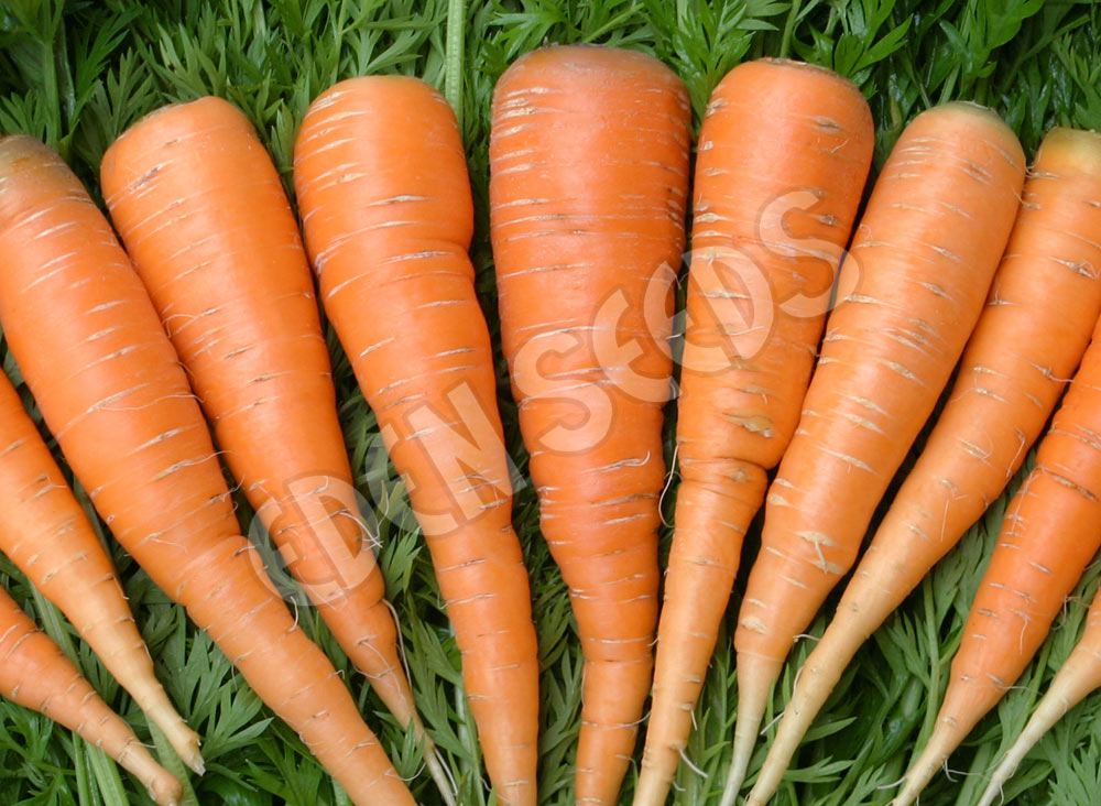 Carrot New Kuroda Eden Seeds