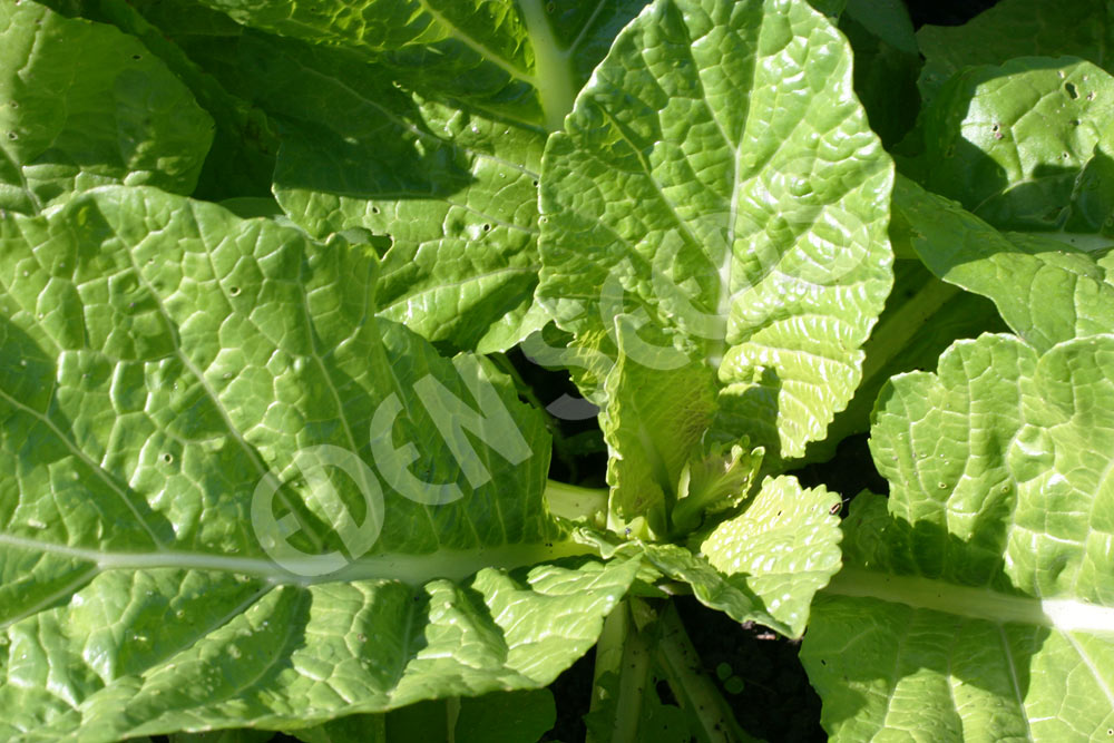 Mustard Spinach - Komatsuna