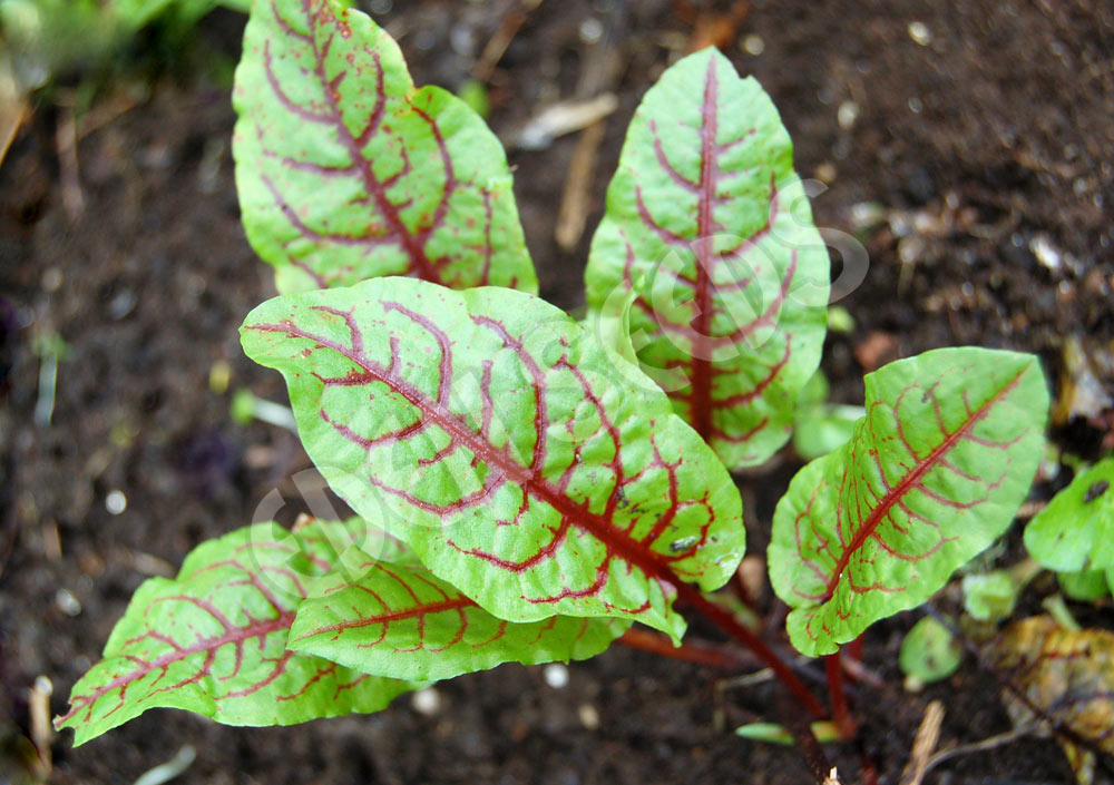 Sorrel Red Veined Eden Seeds