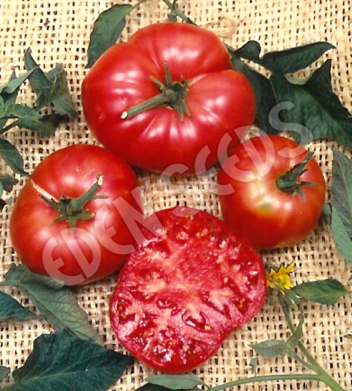 Tomato - Brandywine