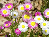 Everlasting - Pink and White Everlasting