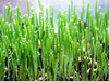 Baby Leaf & Microgreens - Barley Grass