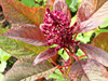 Amaranth