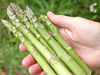 Asparagus