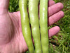 Broad Bean