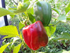 Capsicum