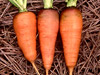 Carrot