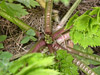 Celeriac