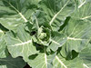 Collards