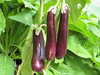 Eggplant