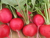 Radish