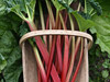 Rhubarb