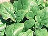 New Zealand Spinach