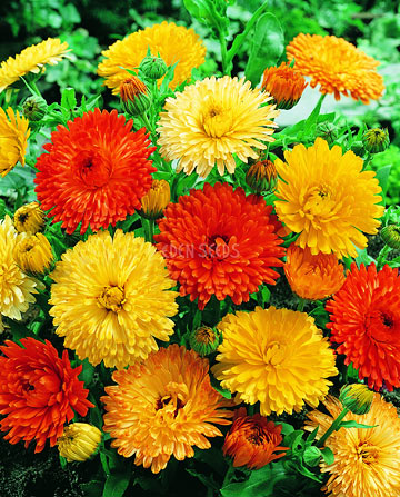 bright calendula flowers