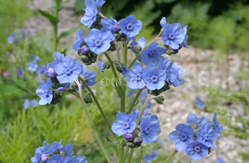 Chinese Forget-Me-Nots, Firmament