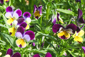 heartsease in garden colourful flower