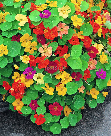 multi colored nasturtium growing in garden