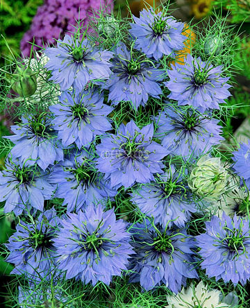 bunch of purple nigella flowers