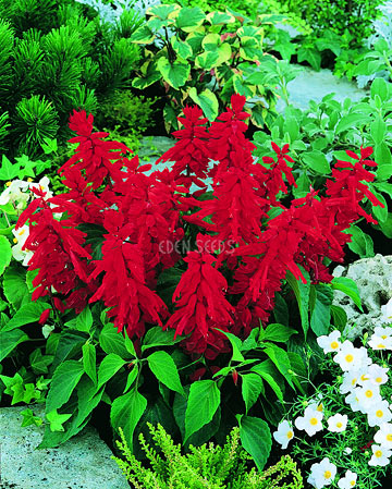 red salvia in garden