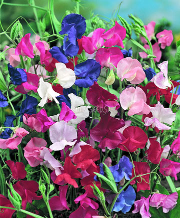 bunch of multi coloured sweet pea flowers in garden