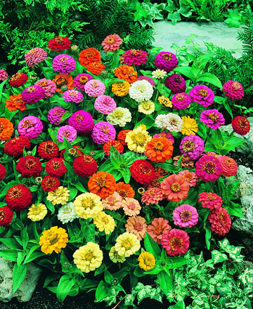 bright zinnia flowers growing in garden