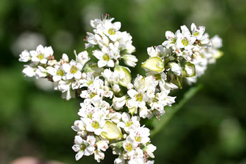 bruckwheat flower garden