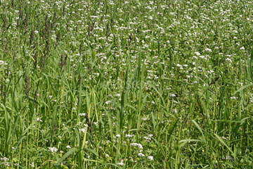 green manure mix summer winter