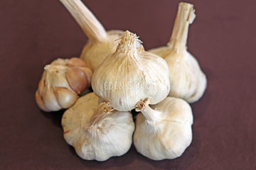 Garlic - Italian Red