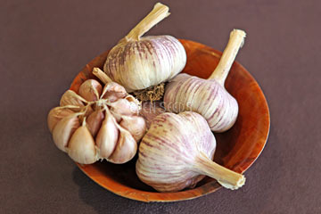 Garlic - Monaro Purple