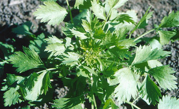 chervil growing in the garden