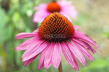 echinacea flower growing in garden