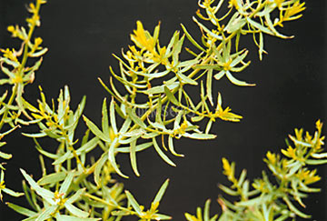 tarragon leafs in garden