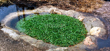 watercress growing in pond