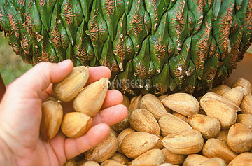 Bunya Nut Tree