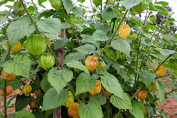 cape gooseberry golden nugget ripe and unripe in garden
