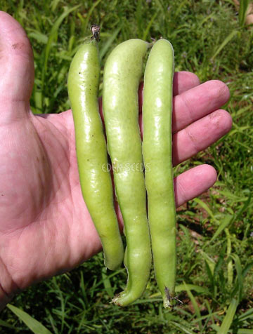 three broad beans in a hand
