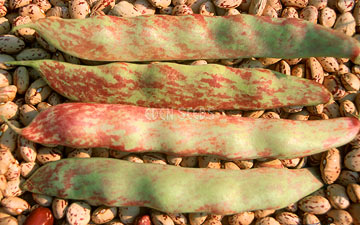 Tounge of fire bean in pod ontop of seeds