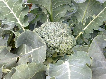 green broccoli head garden italian green sprouting broccoli
