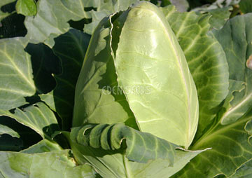 cabbage in garden ready to harvest