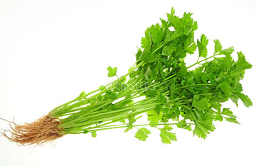 Celery plant with root structure on white back ground
