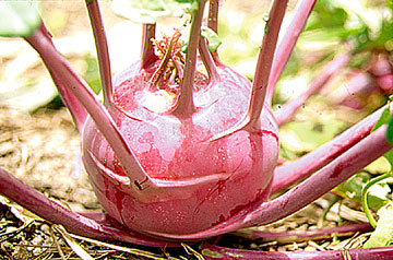 kohl rabi growing in garden ready to pick