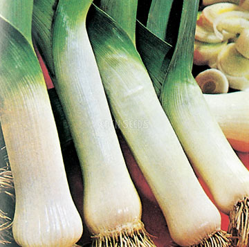 leek thats been picked with roots showing
