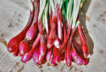 onion purple bunching just picked from garden