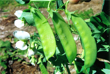 snowpeas on plant with flowers