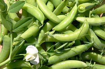 sugarsnap bush peas and flowers freshly picked