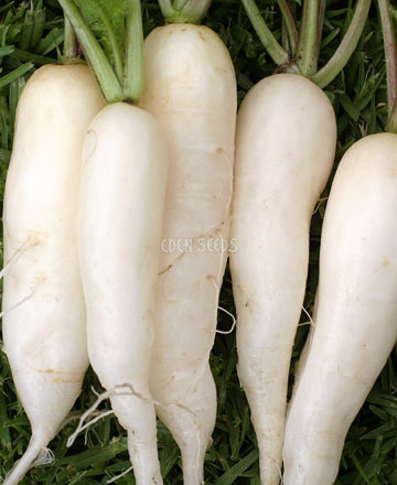 radishes freshly picked laying on grass