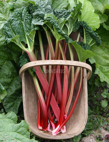 rhubard victoria in basket after picking