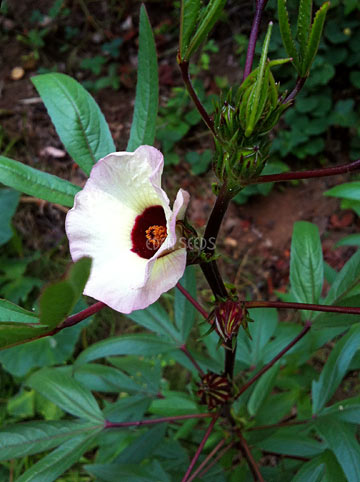 rosella flower and fruit in garden
