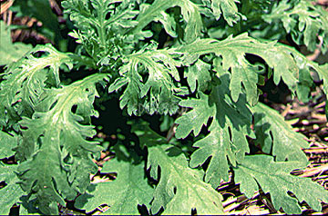 chyrsanthemum leafes in garden ready for picking