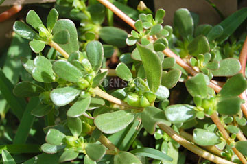 purslane growing in garden